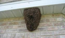 Swarm1